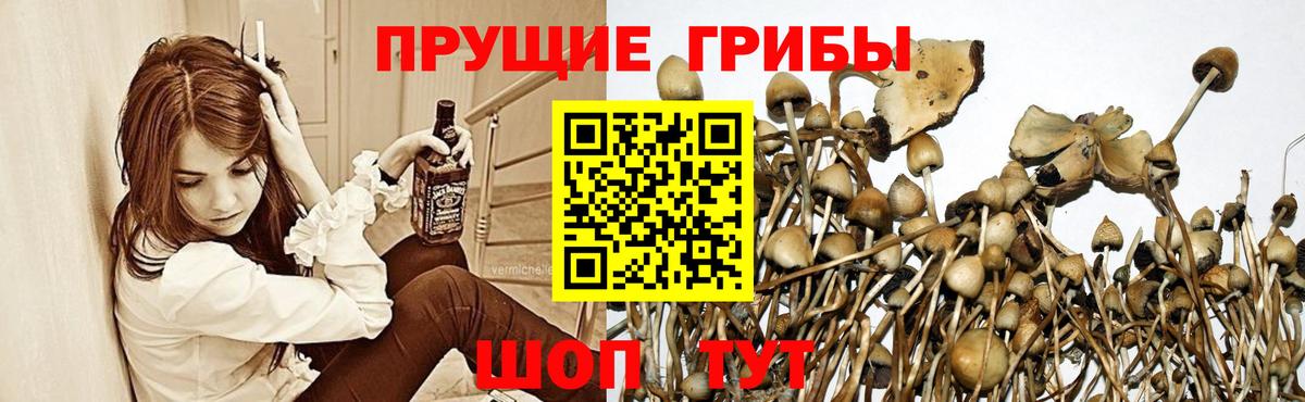 Переславль-Залесский  Галлюциногенные грибы GOLDEN TEACHER  Вход с VPN  Псилоцибиновые грибы ЛСД 